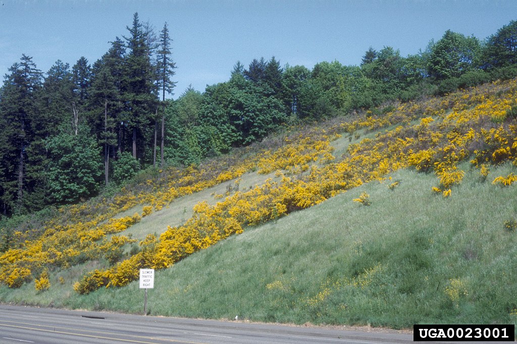 1024px-Cytisus_scoparius_USGSScotchBroom.jpg